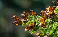 Dan reconocimiento nacional a proyecto en Tijuana de Nacin Verde y REDD