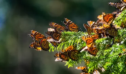 Mariposas monarcas