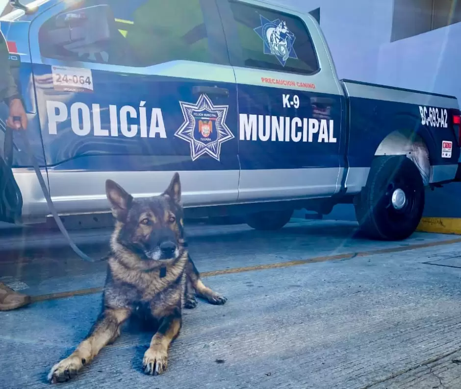 Unidad Canina K9 acredita certificacin anual en deteccin de narcticos