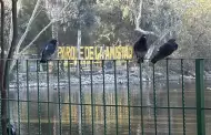 VIDEO: Cierran lago del Parque de la Amistad en Tijuana por brote de influenza aviar