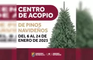 Recicla tu pino navideo! Gobierno de Mexicali impulsa el cuidado del medio ambiente