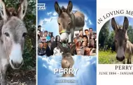 Muere "Perry", el burro que inspir a personaje de Shrek, a los 30 aos