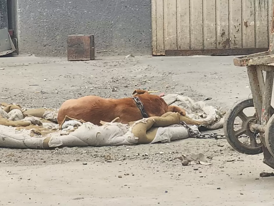 Operativos contra el maltrato animal