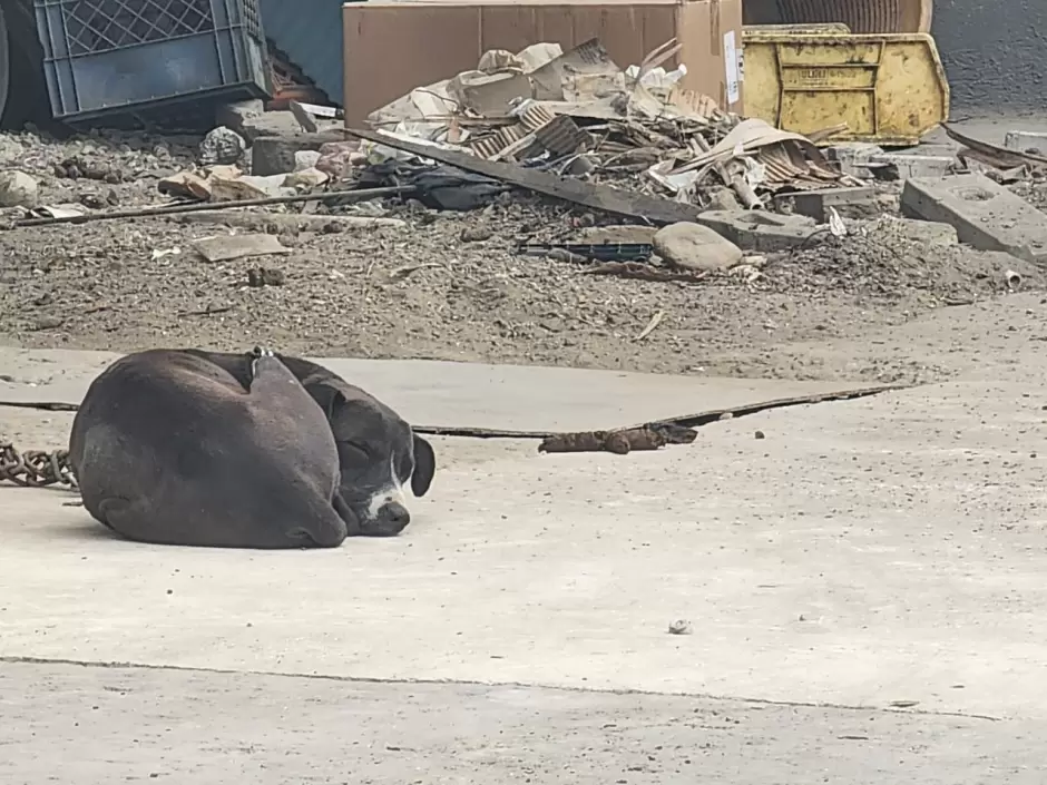 Operativos contra el maltrato animal