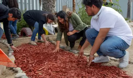 rbolitos de navidad naturales