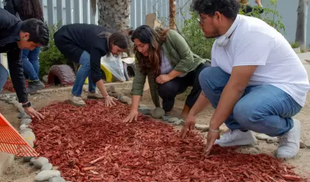 rbolitos de navidad naturales