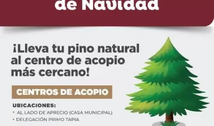 Habilitan centros de acopio para arbolitos navideos