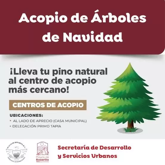 Habilitan centros de acopio para arbolitos navideos