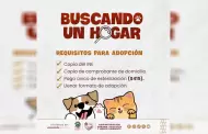 Promueve Gobierno de Ensenada adopcin de mascotas