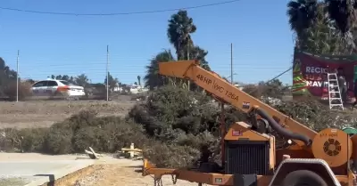 Centros de acopio de pinos de Navidad