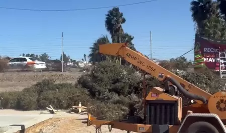 Centros de acopio de pinos de Navidad