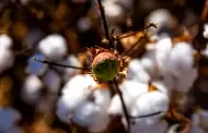 Cosechado el 75% de la superficie sembrada con el cultivo algodonero en el Valle de Mexicali