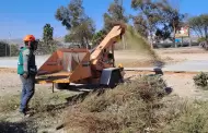 Alientan a la ciudadana a recolectar pinos navideos en las diferentes delegaciones de Tijuana