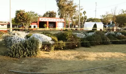 Invita XXV Ayuntamiento de Tijuana a reciclar �rboles navide�os