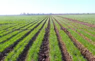 Ofrecern Seminario a los productores de Trigo del Valle de Mexicali: Agricultura