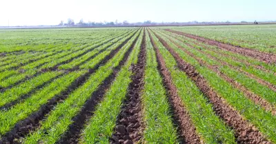 Ofrecern Seminario a los productores de Trigo del Valle de Mexicali