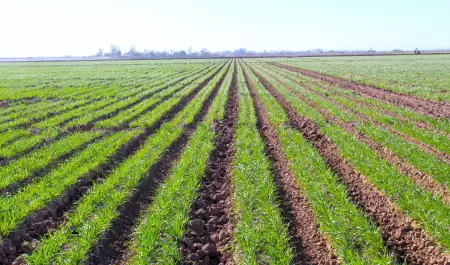 Ofrecern Seminario a los productores de Trigo del Valle de Mexicali