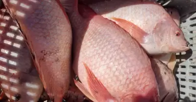 Positiva tendencia del cultivo de tilapia en el valle de Mexicali