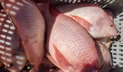 Positiva tendencia del cultivo de tilapia en el valle de Mexicali