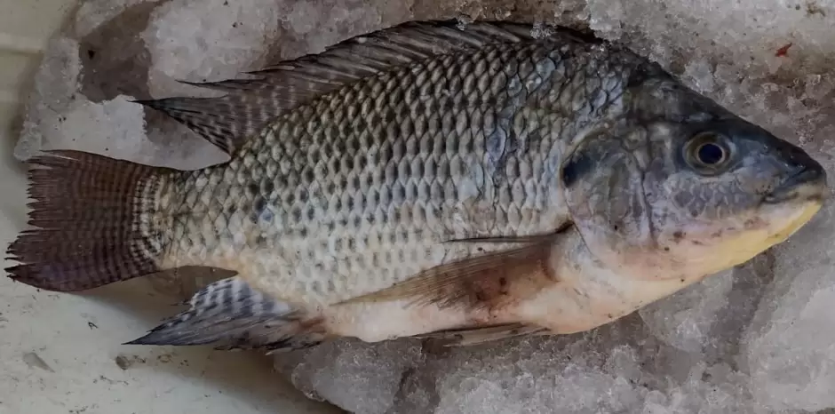 Positiva tendencia del cultivo de tilapia en el valle de Mexicali