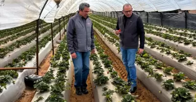 Constat titular de Agricultura avance de la siembra de berries en San Quintn