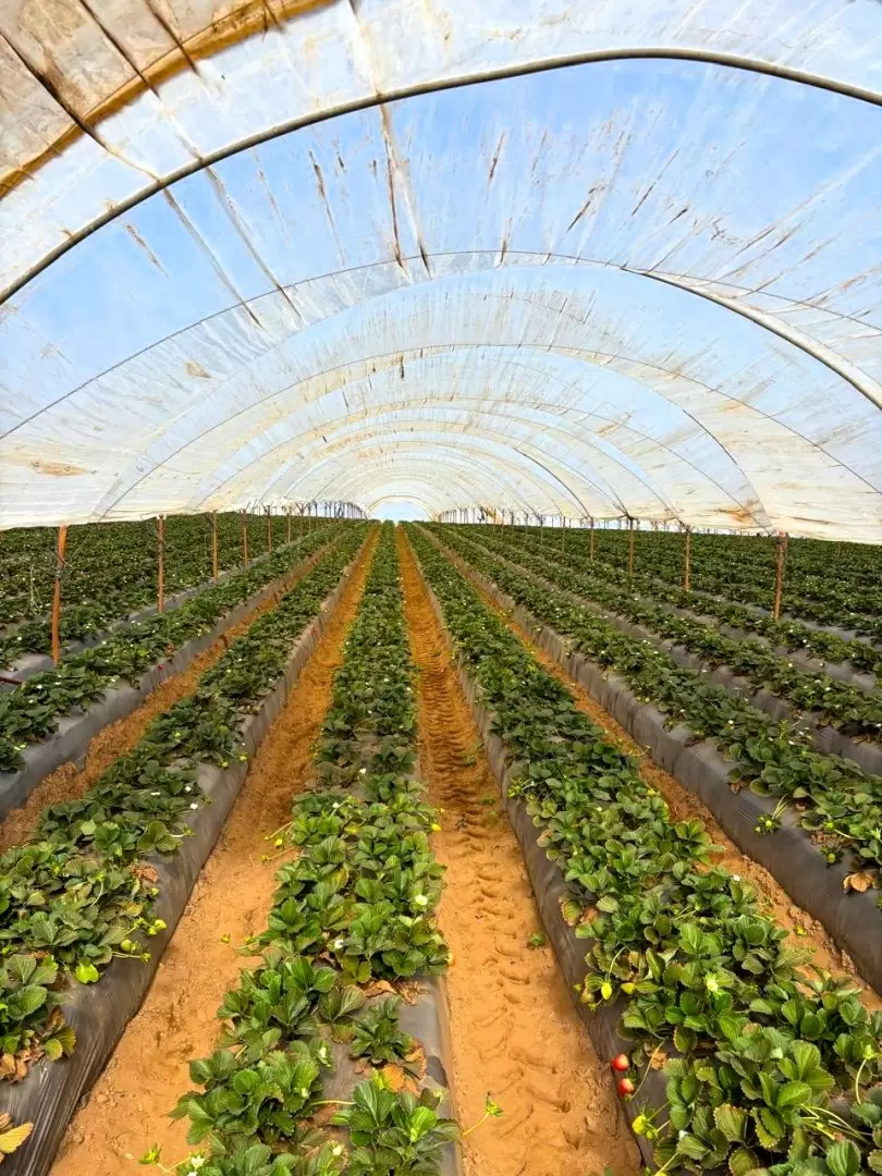 Constat titular de Agricultura avance de la siembra de berries en San Quintn