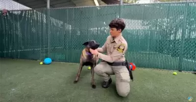 El Fondo Spirit ayuda a un perro herido