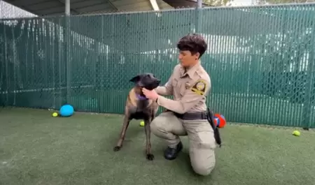 El Fondo Spirit ayuda a un perro herido