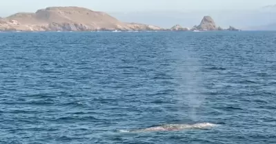 Avistamiento de la ballena gris