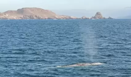 Avistamiento de la ballena gris