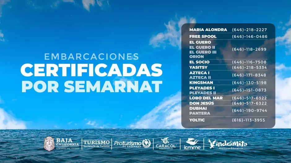 Turismo invita a disfrutar del avistamiento responsable de ballena gris en Ensenada