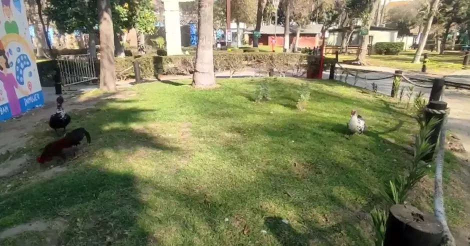 Zona de patos