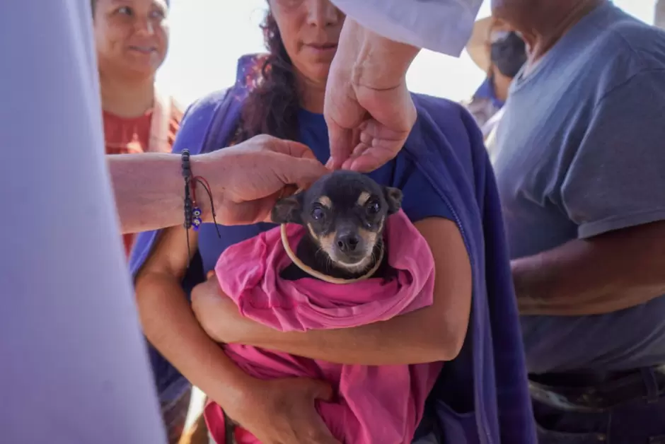 Jornada Nacional contra la Rickettsiosis