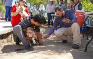 Planean vacunar en 2025 a ms de 100 mil perros contra la rabia en Tijuana, Tecate y Playas de Rosarito