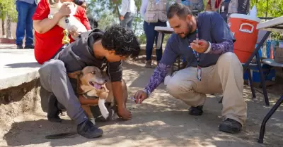 Vacunar en 2025 a perros contra la rabia