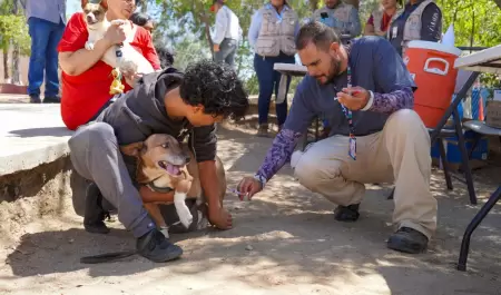 Vacunar en 2025 a perros contra la rabia