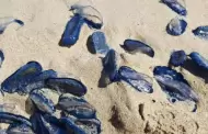 Alerta Proteccin Civil Rosarito sobre la presencia en las playas de medusas velero y piden a la ciudadana evitar tocarlas