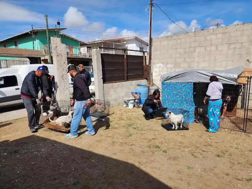 Rescata FGE a 13 perros durante cateo en Playas de Rosarito