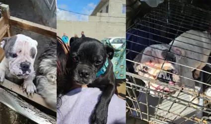 Rescata FGE a 13 perros durante cateo en Playas de Rosarito