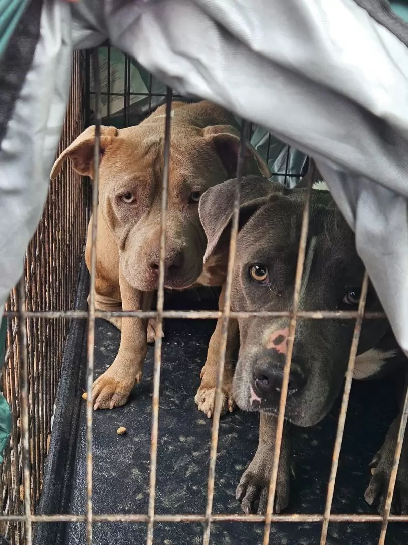 Rescate de 3 caninos