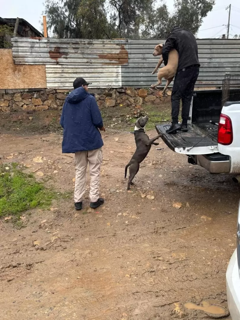 Rescate de 3 caninos