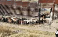 ¡Otra Vez! Estados Unidos suspende exportación de ganado mexicano