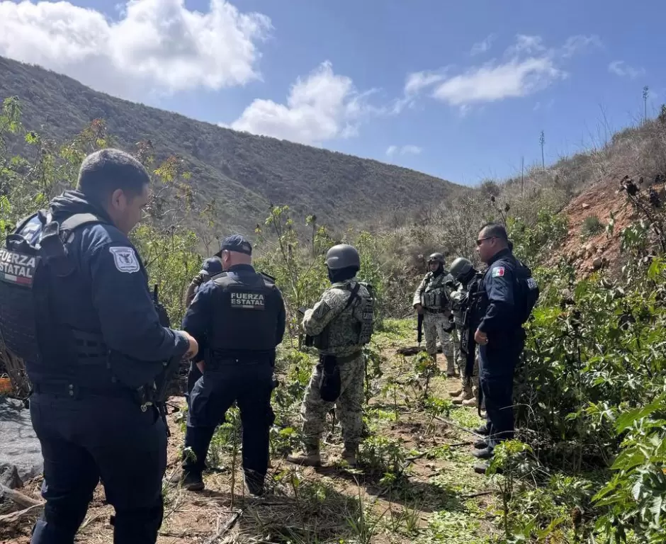 Localizan y destruyen planto de marihuana en Tijuana