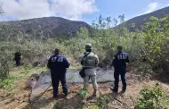 Fuerza Estatal y Defensa localizan y destruyen planto de marihuana en Tijuana