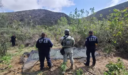 Localizan y destruyen planto de marihuana en Tijuana