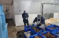 Verifica COEPRIS BC plantas pesqueras por temporada de cuaresma
