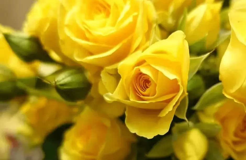 Flores amarillas