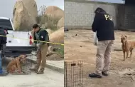 Fiscala Regional de Tecate ejecuta cateo y rescata a canino vctima de maltrato animal