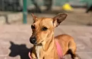 Convoca Gobierno de Ensenada a integrar el Consejo Ciudadano para la Proteccin y Trato Digno a los Animales