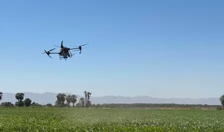 Cultivo de maz en el Valle de Mexicali